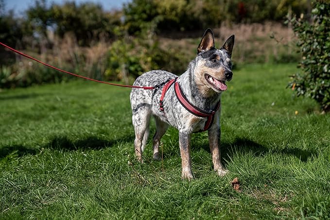 HALTI Comfy Harness - Lightweight, Fleece-Lined, Reflective & Adjustable Dog Harness, Front & Back Ring for a Dog Lead, Great for Puppy Walks, for Large Dogs (Size Large)