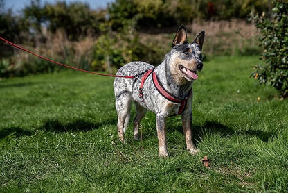 HALTI Comfy Harness - Lightweight, Fleece-Lined, Reflective & Adjustable Dog Harness, Front & Back Ring for a Dog Lead, Great for Puppy Walks, for Large Dogs (Size Large)